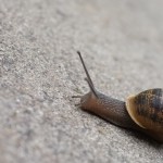 Snail's Pace Snail's Pace