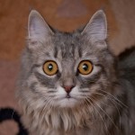 scared frighten fear cat scared frighten fear cat
