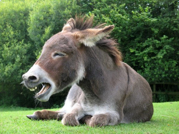 donkey jackass laugh laughing