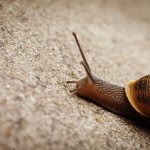 snail