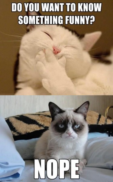 Grumpy Cat funny