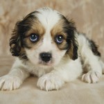 sad sorry puppy dog sad sorry puppy dog