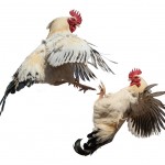 cock fight cock fight