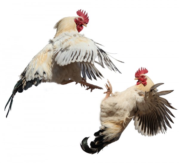 Breeding cock fighting