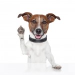 waving dog goodbye waving dog goodbye