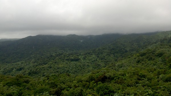 rainforest (6)