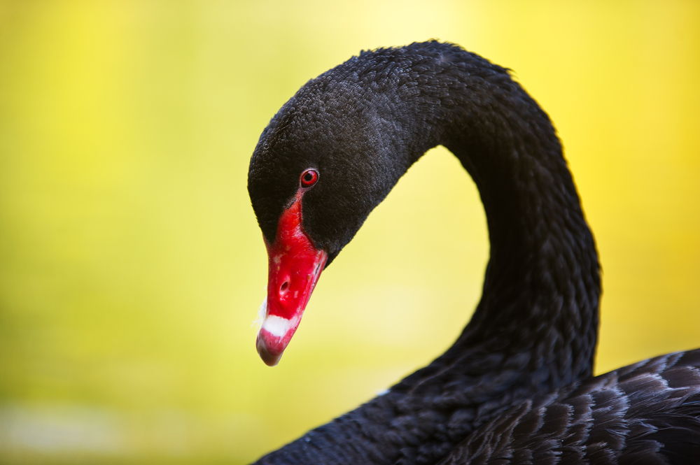 black swan