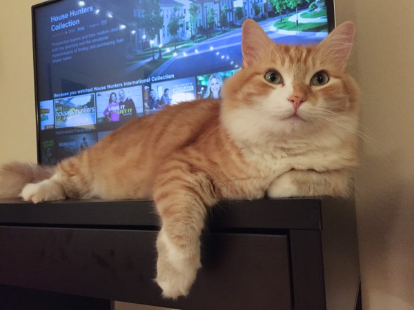 Neko Cat and TV