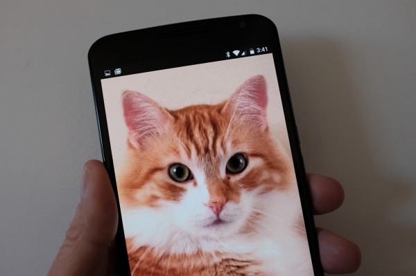 Nexus 6 and Cat