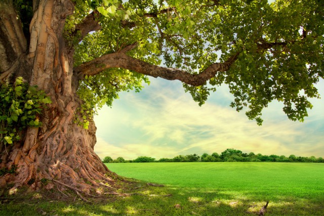 tree-green-environment