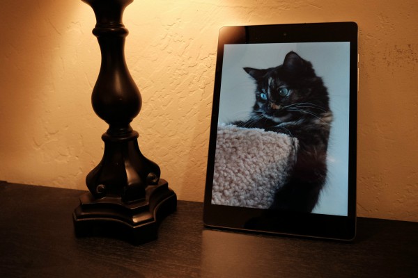 Cat and Nexus 9