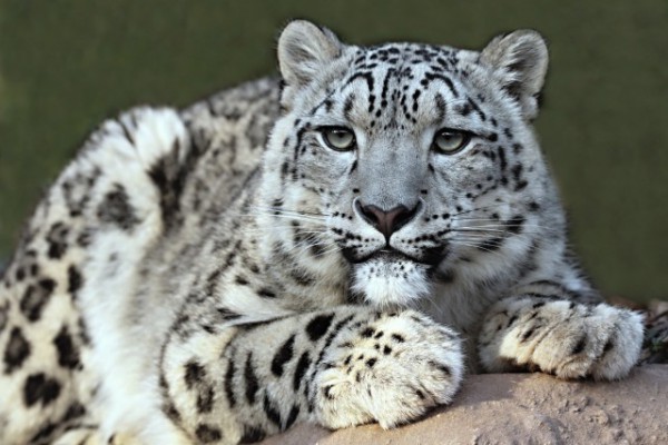 snow_leopard