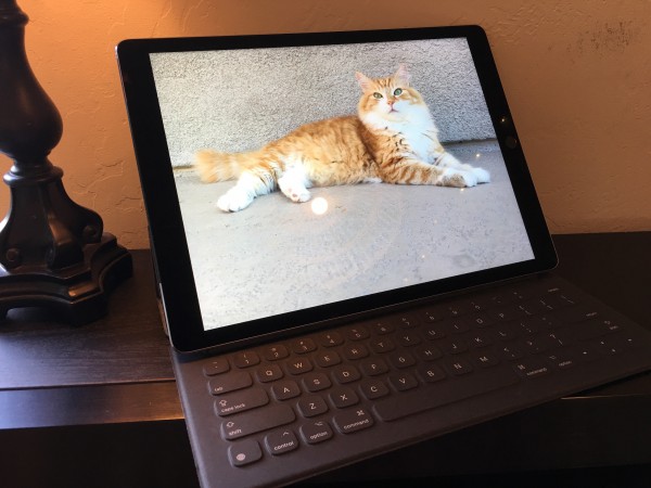Cat and iPad Pro