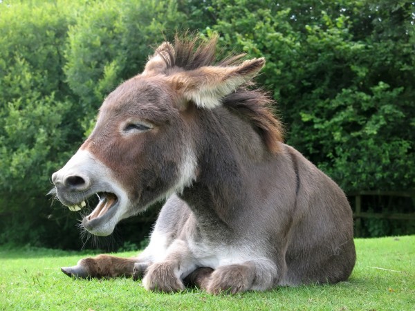 Donkey