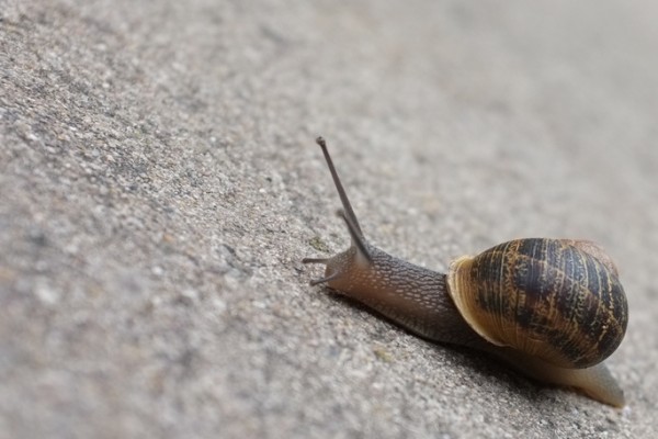 Snail's Pace