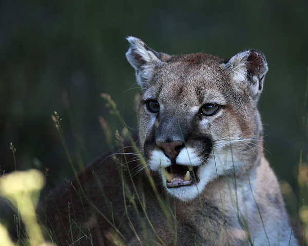 mountain lion download