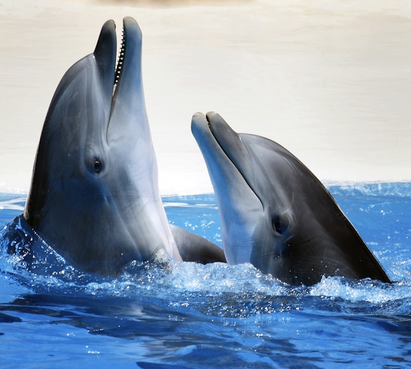 dolphins