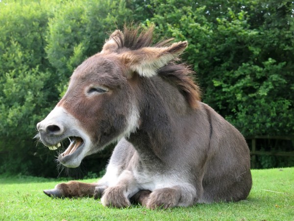 donkey jackass laugh laughing 600x450