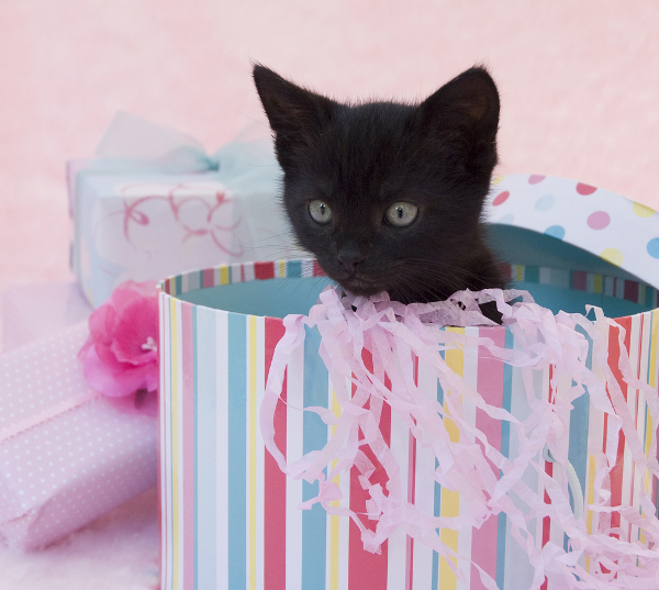 Internet Birthday yields cats.  Always.