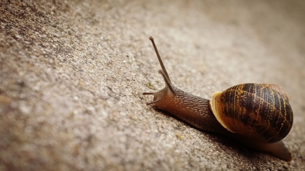 snail