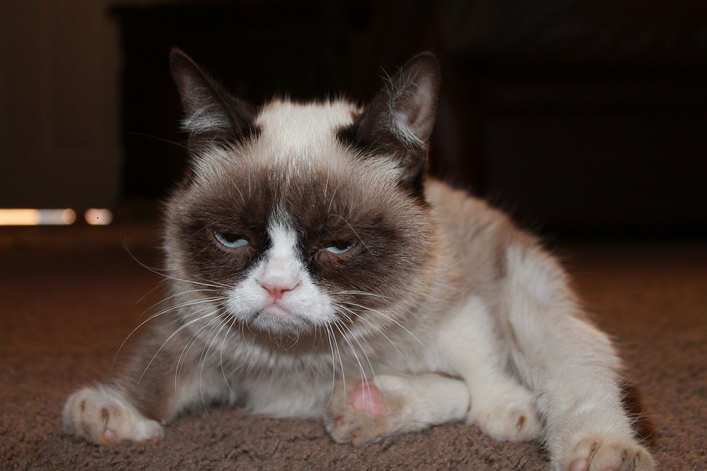 Meme of the year: Grumpy Cat