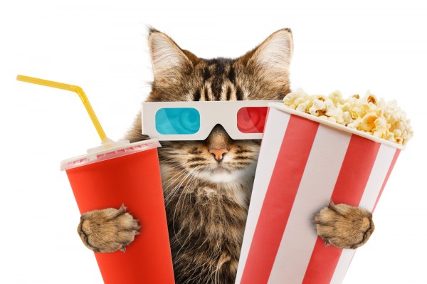 cat-popcorn-movie-film-hollywood-3d-gkas