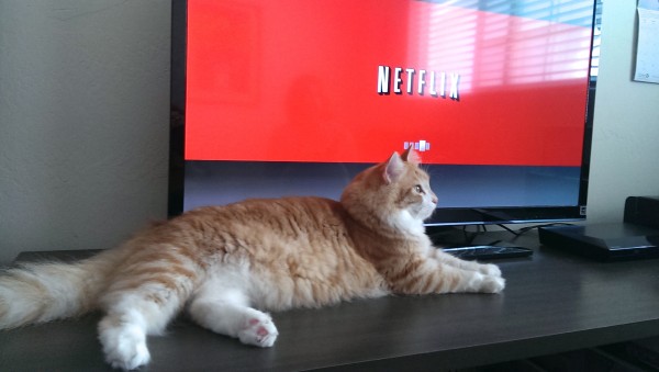TV cat Netflix