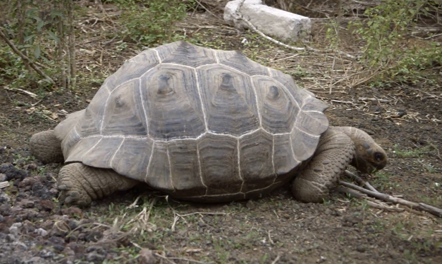 All Aboard! Google Street View sails to the Galapogos