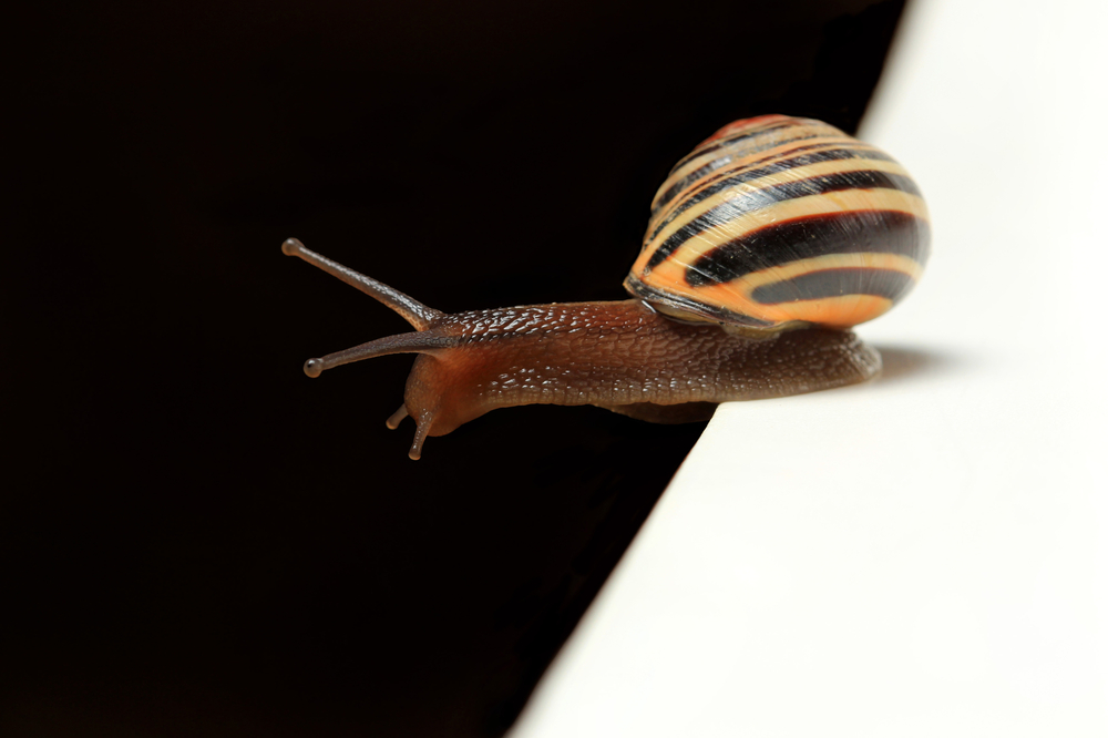 snail