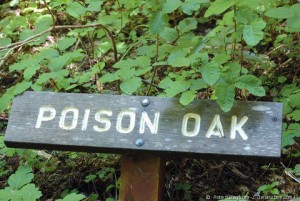 poison oak