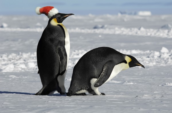 penguinsanta