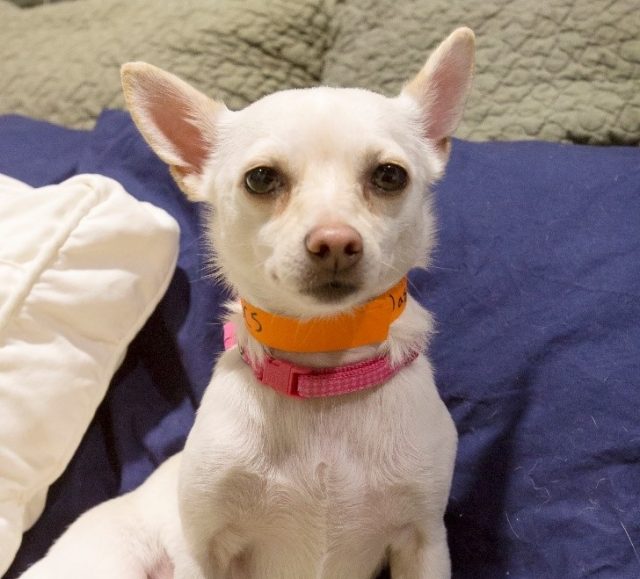 Video chat with your pets using Microsoft's Skype -- adorable puppy ...