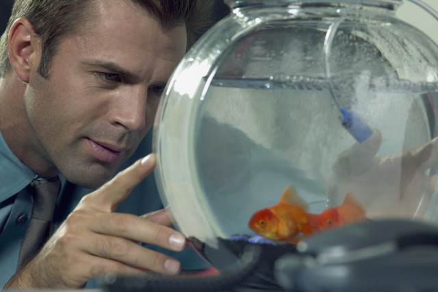 Businessman looking at goldfish in a bowl