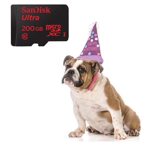 dogbdaysandisk