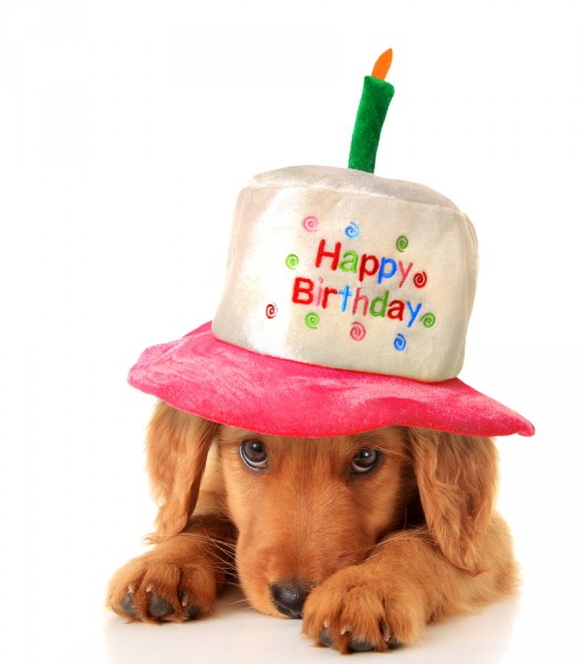 birthdaydog