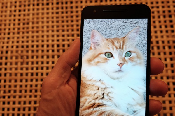 Nexus 6P and Cat Neko