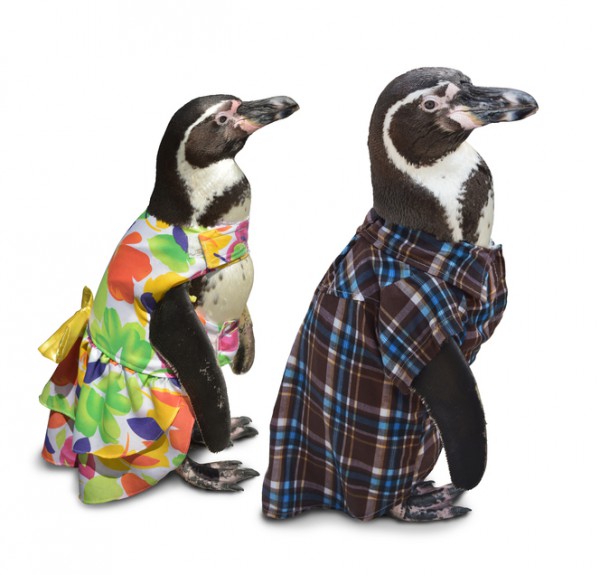 penguincouple