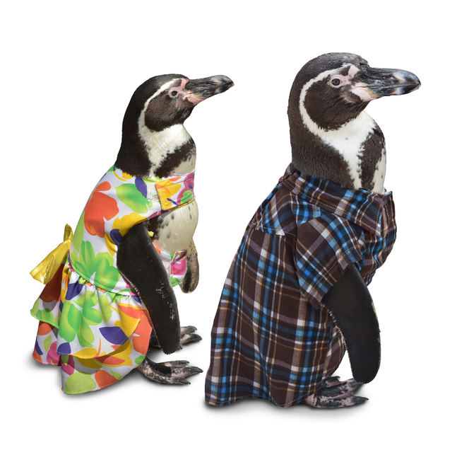 penguincouple