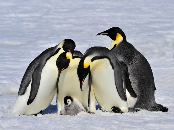 PenguinsLinuxSnasUbuntu