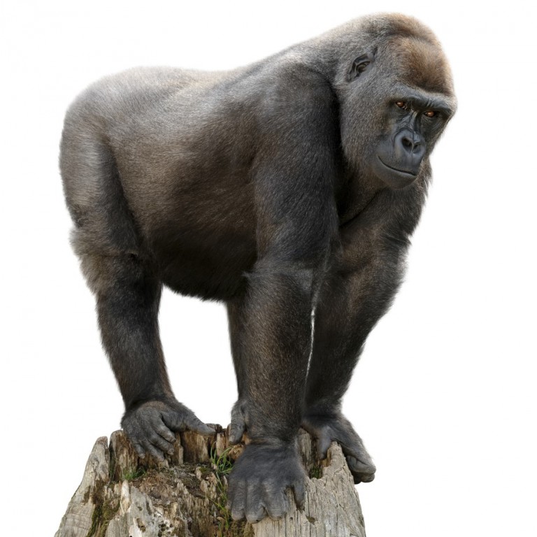 gorilla glass