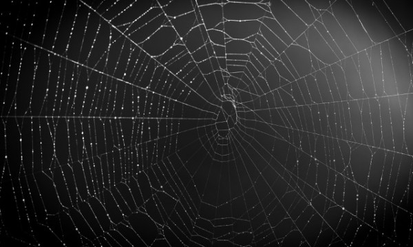 Spider web