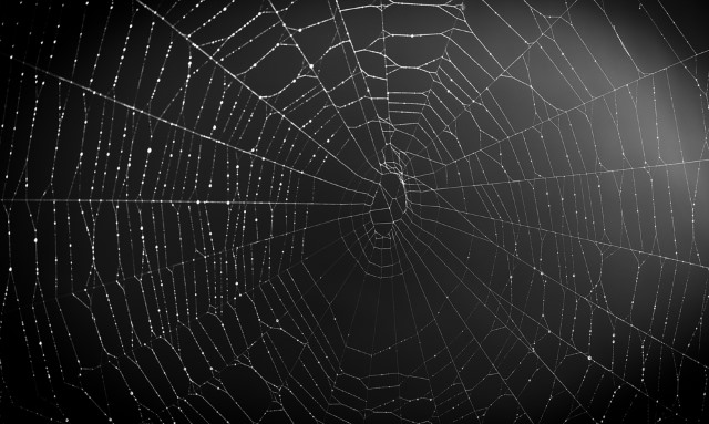 dark-web-spider-web