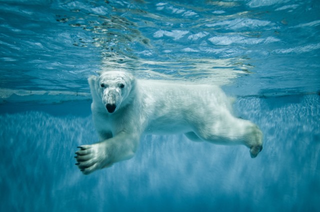 polar-bear-swimming