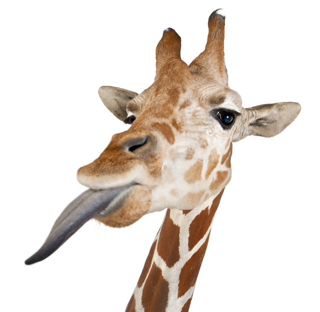 Giraffe_Tongue