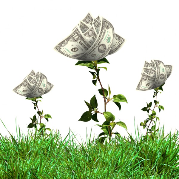 Money_Flower_Spring
