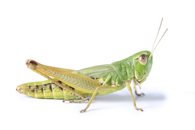 grasshopper