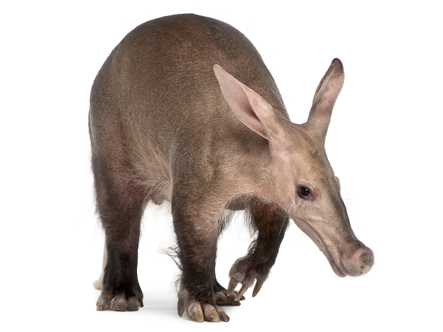 Aardvark_Ubuntu