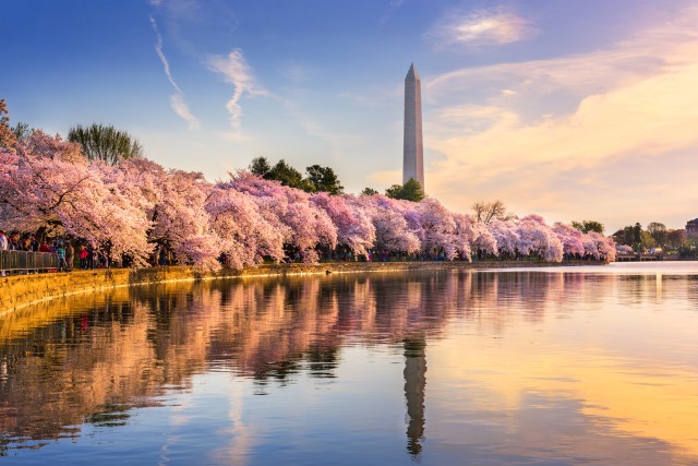 dc-cherry-blossom