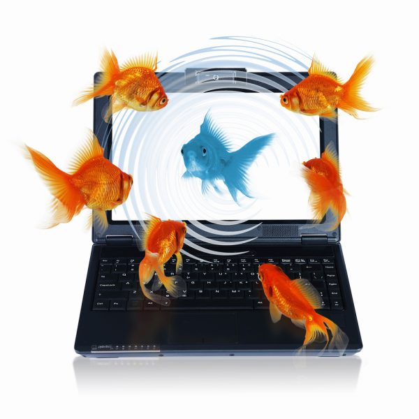 Goldfish and laptop