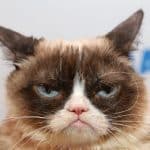 Grumpy Cat